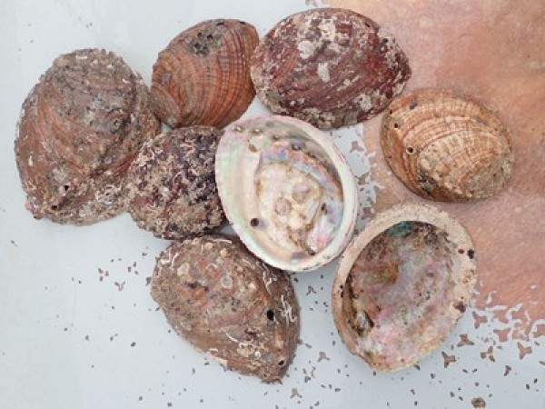 アワビの貝殻。サムネイル