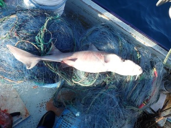 ヒラメの刺網漁、漁獲は少なめ。サムネイル