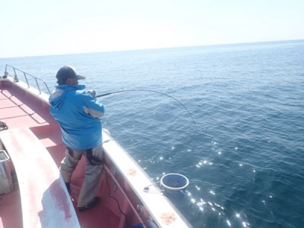 五目釣りで、後半釣れ始めました。中サバを中心にアジ、アマダイ、キダイ、ウッカリカサゴなど。サムネイル