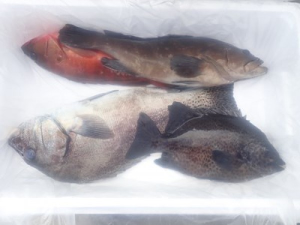 TOTOCO内の鮮魚コーナーにドチザメを並べてもらいました。サムネイル