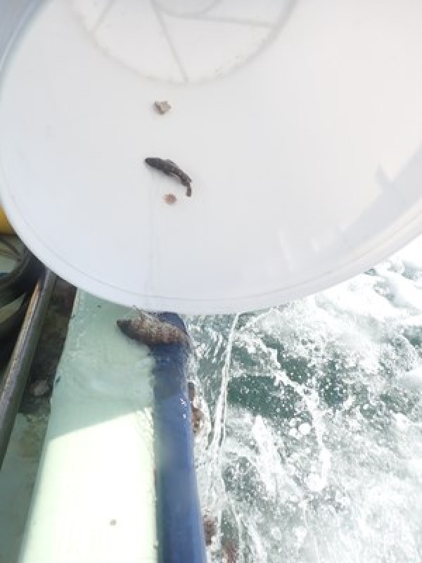 あなたの釣ったメバル・カサゴも放流したものかもしれません。サムネイル