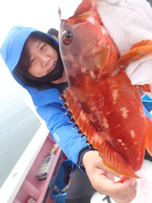 カサゴ狙いで。アタリ良く、カサゴ、アカハタ、オオモンハタも。カサゴはもうしばらく楽しめそうです。サムネイル