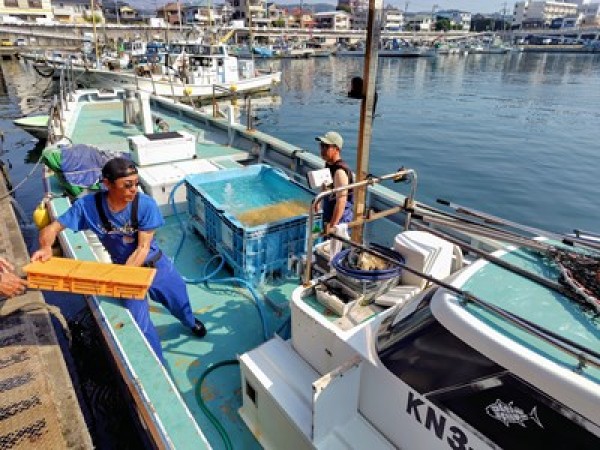 小田原市漁協刺網部会の活動でヒラメの種苗放流。サムネイル